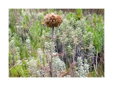 5x Echinops aberdaricus