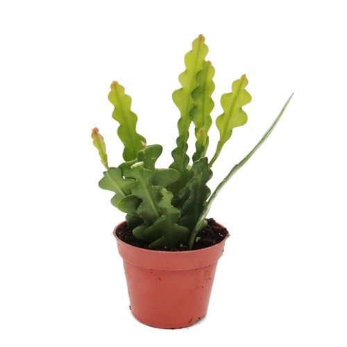 Exotenherz epiphyllum - exotenherz,