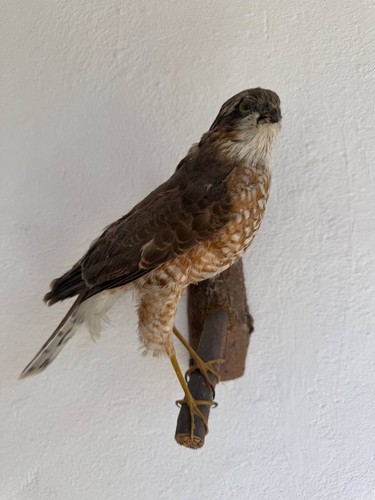 Taxidermie greifvogel - taxidermie,
