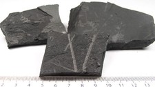 GRAPTOLITHEN in Gümbelit