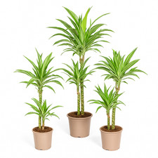 Drachenbaum - weißgestreifte