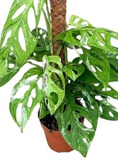 Monstera Adansonii Indonesian