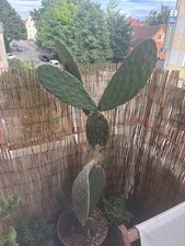 Opuntia ficus indica,Feigenkaktus,sehr großer Ableger der Pflanzen,ca. 40cm hoch