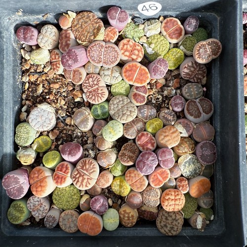 Lithops bunte lebende - ❀80,