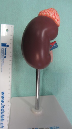 Anatomisches lehrmodell - anatomisches,