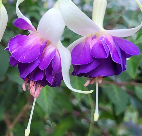 Fuchsie blue sarah - "blue, sarah"