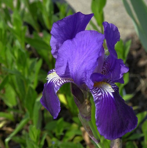Schwertlilie after dark iris - schwertlilie,
