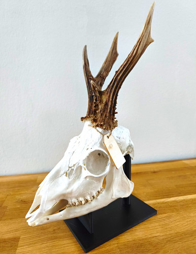 Trophäenständer rehschädel - trophäenständer,,