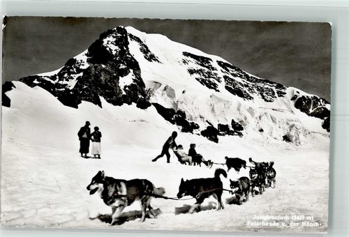 39742217 polarhunde - 39742217,