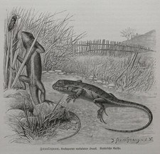 Zaunleguan Sceloporus undulatus  Holzstich 1912 Leguan  Reptilien 