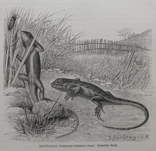 Zaunleguan sceloporus - zaunleguan,