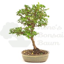 BONSAI Japanische Ulme 'Ulmus