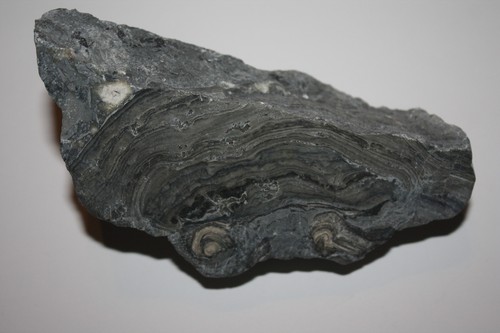 Stromatolith anschliff - stromatolith,
