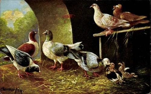 Künstler tauben im - künstler,