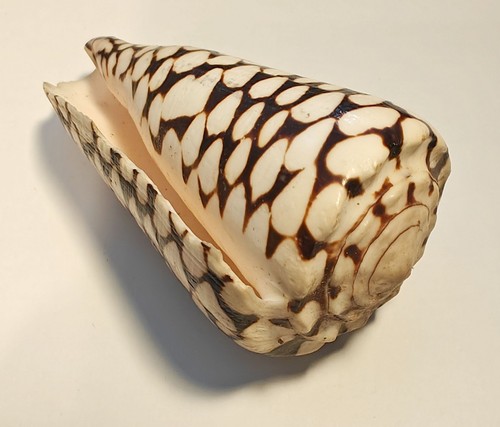 Conus marmoreus - conus,
