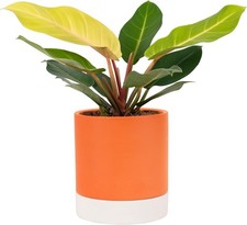 Selbstbewässerung Blumentopf