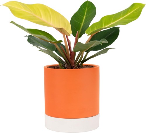 Selbstbewässerung blumentopf - selbstbewässerung,