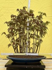 Joe bonsai dreispitzahorn acer - bonsai,