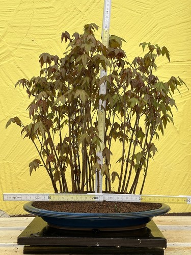 Joe bonsai dreispitzahorn acer - joe,