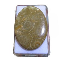 Petoskey Stein - Fossile
