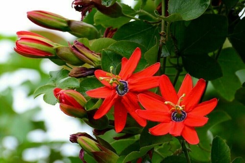 Passiflora manicata rote - -,