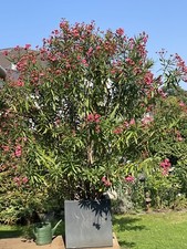 Großer Oleander im Kübel