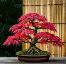 GY 558XT Bonsai roter Ahorn red Acer Seeds Samen Stück 5