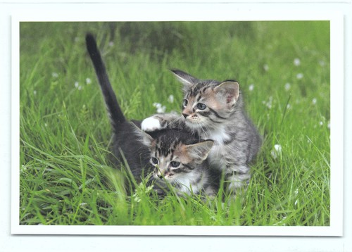 Postkarte katze - 1,