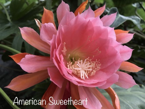 American sweetheart epicactus - american,