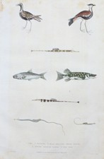 1780 - Hecht pike Sardine