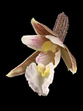 Epipactis palustris, Sumpf-Stendelwurz, winterhart, 200 Samen, Orchidee