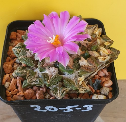 Alter ariocarpus - alter,
