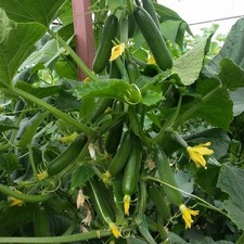 Gurkensamen Super Baby F1 Gemüse Einlegegurken Saatgut Семена Огурец Супер Бейби