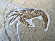Garnele aeger spinipes - aeger,