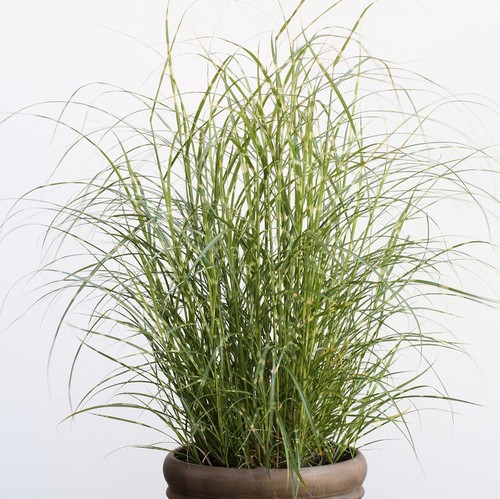 Chinaschilf little zebra - zebra,