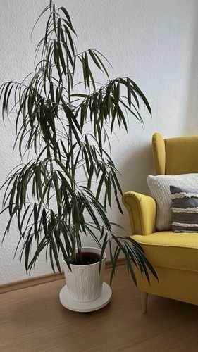 Ikea lantliv pflanzenroller - ikea,