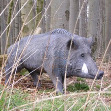 Wildschwein Wildsau Sau Eber
