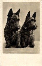 Foto Ak Zwei Terrier, Halsband - 4798628