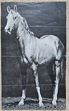 Poster Bild Pferdeposter Pferde