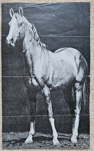 Poster bild pferdeposter - poster,
