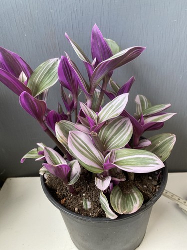 Tradescantia nanuok - tradescantia,