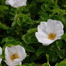 Kartoffelrose Apfelrose Rosa