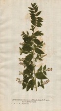 Coriaria myrtifolia redoul