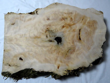 Thuja Holz Wurzelholz Maser Bastelholz Weichholz  62 x 40 x 5-8 cm.