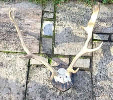 Hirsch Geweih 1887 alt vintage