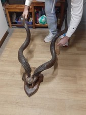 95cm südafrikanisches