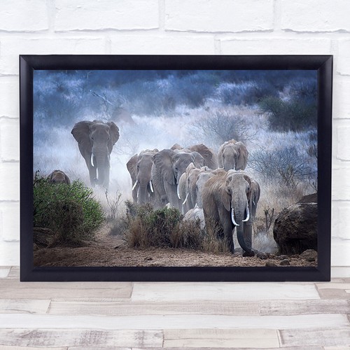 Tierwelt afrika kenia elefant - afrika,