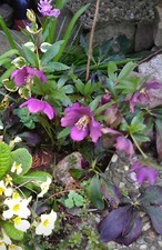 Christrose Lenzrose ROT  15 MINI   Jungpflanzen 