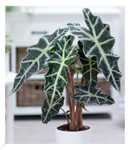 Alocasia polly pflanze - polly,, 1