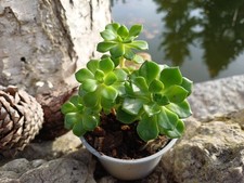 Aeonium castello paivae Bolle